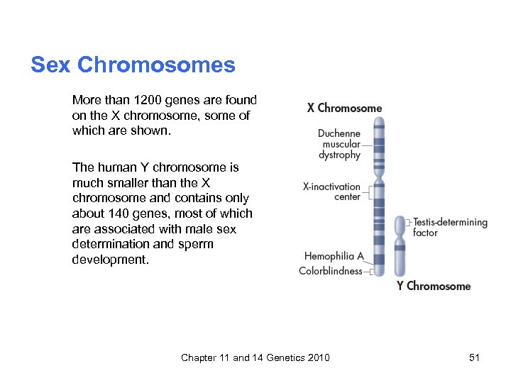 Sex Chromosomes More than 1200 genes are found on the X chromosome, some of