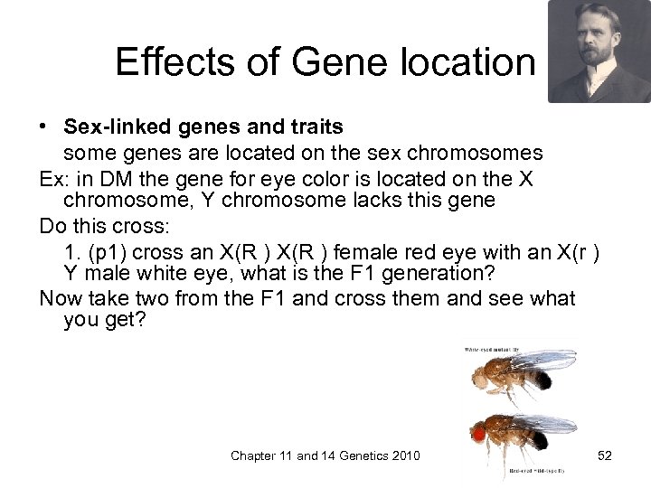 Effects of Gene location • Sex-linked genes and traits some genes are located on