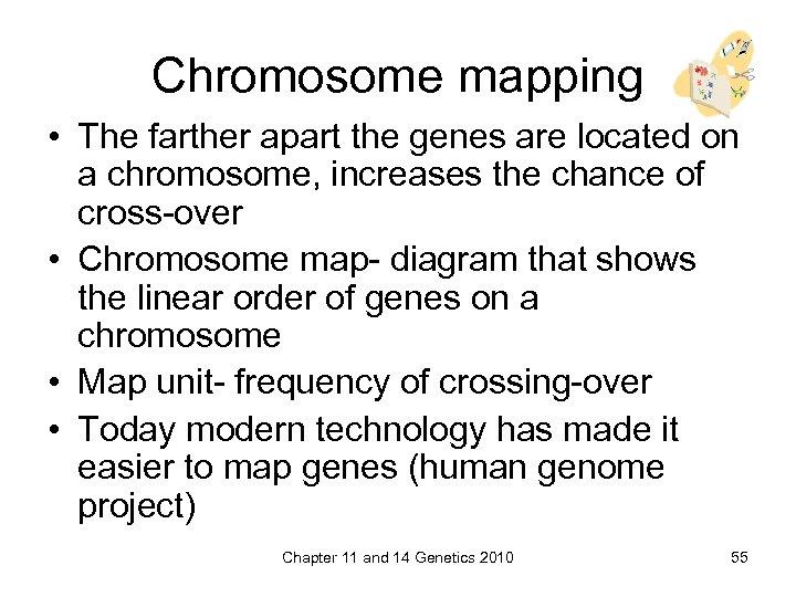 Chromosome mapping • The farther apart the genes are located on a chromosome, increases