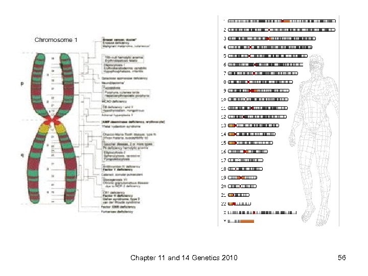 Chapter 11 and 14 Genetics 2010 56 