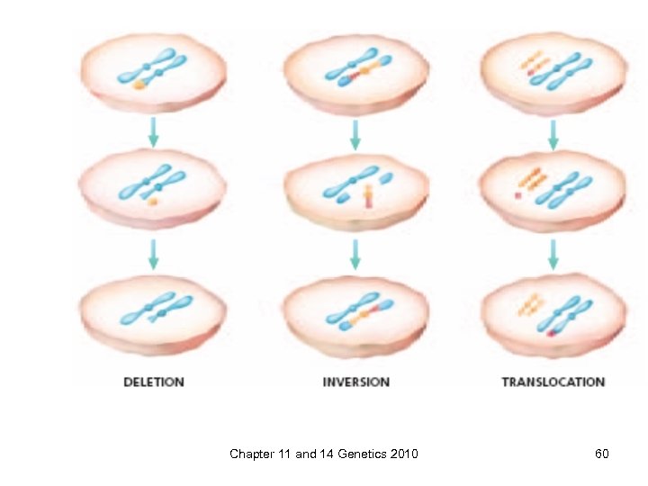 Chapter 11 and 14 Genetics 2010 60 