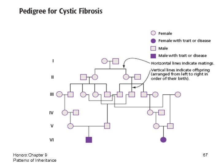 Honors: Chapter 9 Patterns of Inheritance 67 
