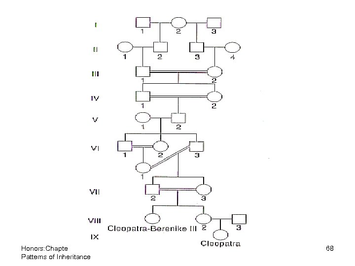 Honors: Chapter 9 Patterns of Inheritance 68 
