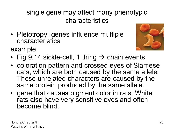 single gene may affect many phenotypic characteristics • Pleiotropy- genes influence multiple characteristics example