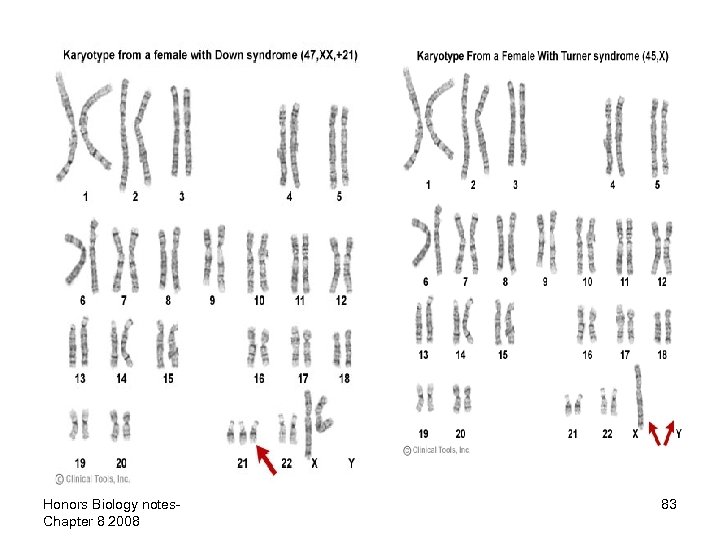 Honors Biology notes. Chapter 8 2008 83 