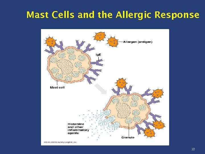 Mast Cells and the Allergic Response 10 