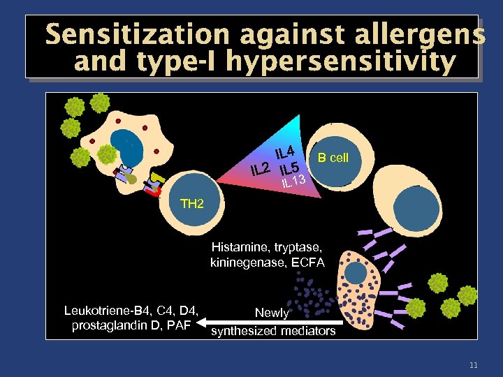 Sensitization against allergens and type-I hypersensitivity B cell IL 13 TH 2 Histamine, tryptase,