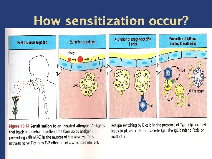 How sensitization occur? 9 