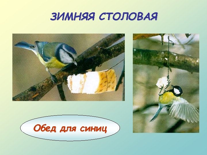 ЗИМНЯЯ СТОЛОВАЯ Обед для синиц 