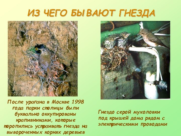 ИЗ ЧЕГО БЫВАЮТ ГНЕЗДА После урагана в Москве 1998 года парки столицы были буквально