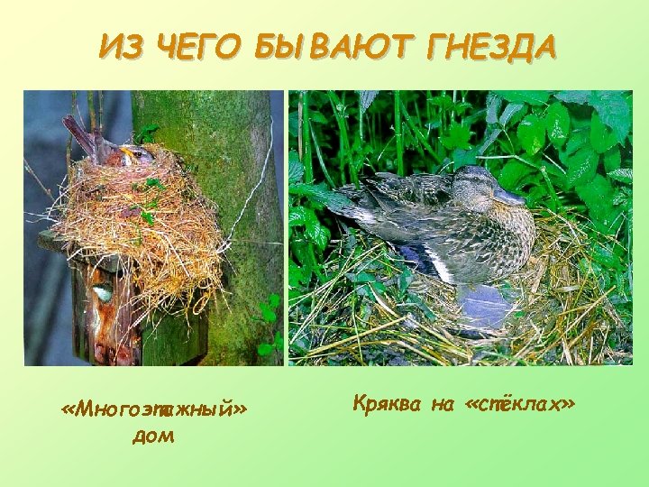 ИЗ ЧЕГО БЫВАЮТ ГНЕЗДА «Многоэтажный» дом Кряква на «стёклах» 