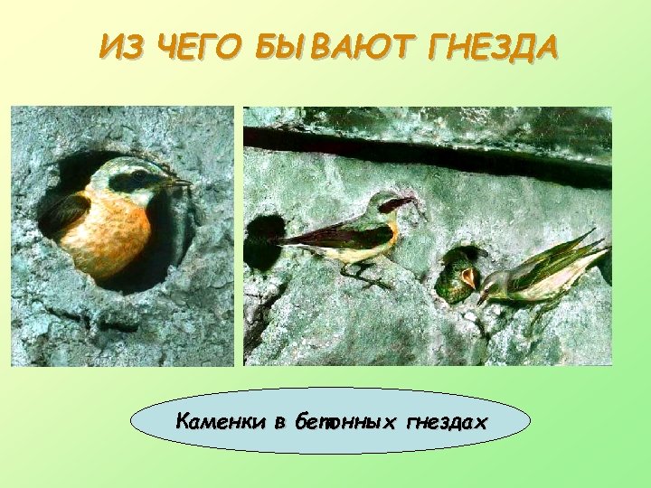 ИЗ ЧЕГО БЫВАЮТ ГНЕЗДА Каменки в бетонных гнездах 