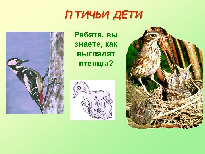 ПТИЧЬИ ДЕТИ Ребята, вы знаете, как выглядят птенцы? 