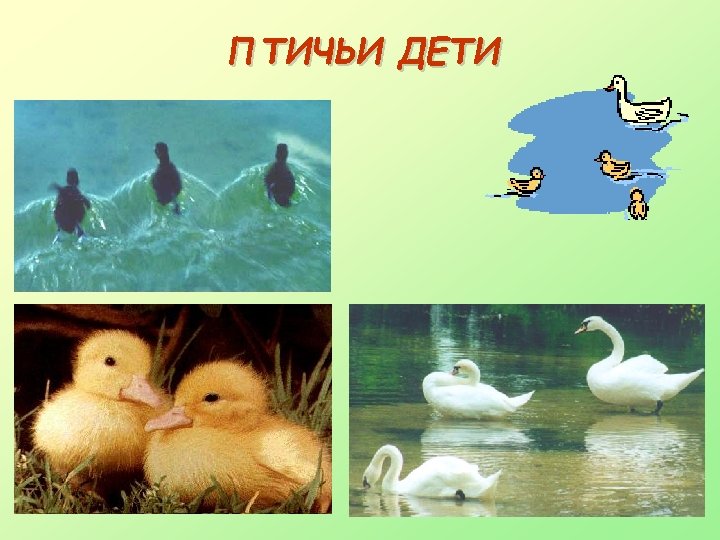 ПТИЧЬИ ДЕТИ 