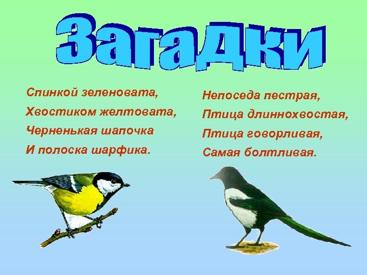 Спинкой зеленовата, Непоседа пестрая, Хвостиком желтовата, Птица длиннохвостая, Черненькая шапочка Птица говорливая, И полоска