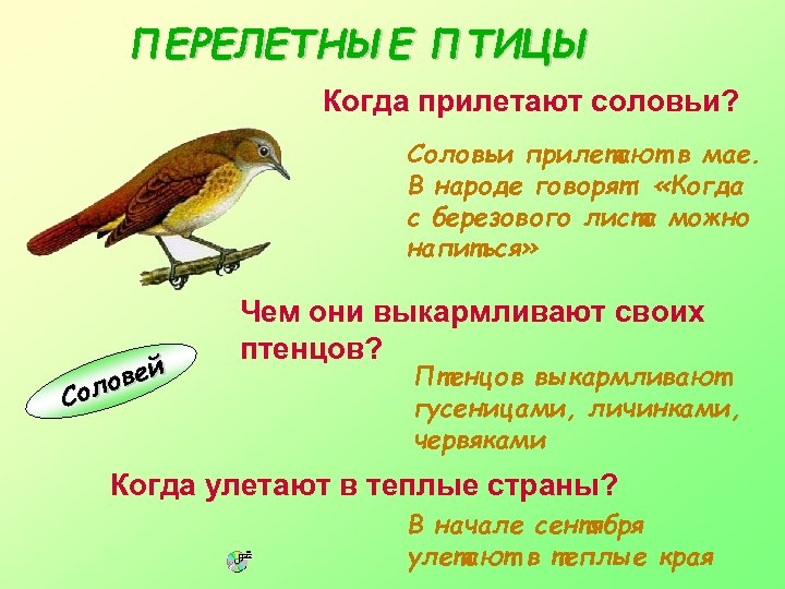 ПЕРЕЛЕТНЫЕ ПТИЦЫ Когда прилетают соловьи? Соловьи прилетают в мае. В народе говорят: «Когда с