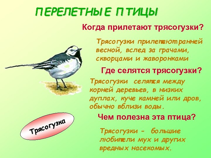 ПЕРЕЛЕТНЫЕ ПТИЦЫ Когда прилетают трясогузки? Трясогузки прилетают ранней весной, вслед за грачами, скворцами и