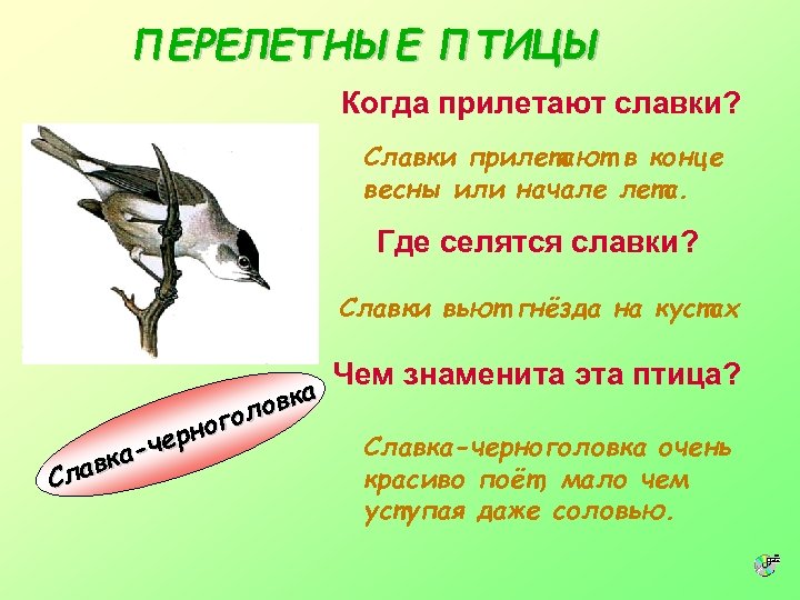 ПЕРЕЛЕТНЫЕ ПТИЦЫ Когда прилетают славки? Славки прилетают в конце весны или начале лета. Где