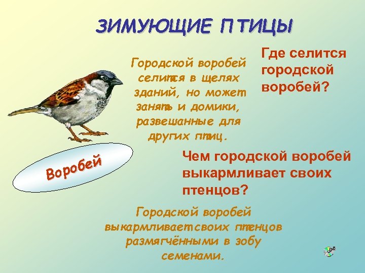 ЗИМУЮЩИЕ ПТИЦЫ Городской воробей селится в щелях зданий, но может занять и домики, развешанные