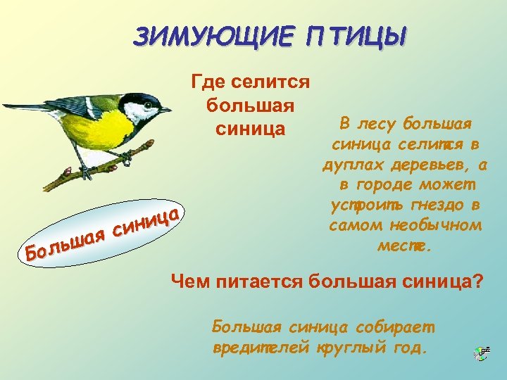 ЗИМУЮЩИЕ ПТИЦЫ Где селится большая синица я ьша Бол ица син В лесу большая