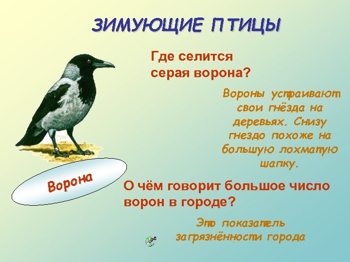 ЗИМУЮЩИЕ ПТИЦЫ Где селится серая ворона? рона Во Вороны устраивают свои гнёзда на деревьях.