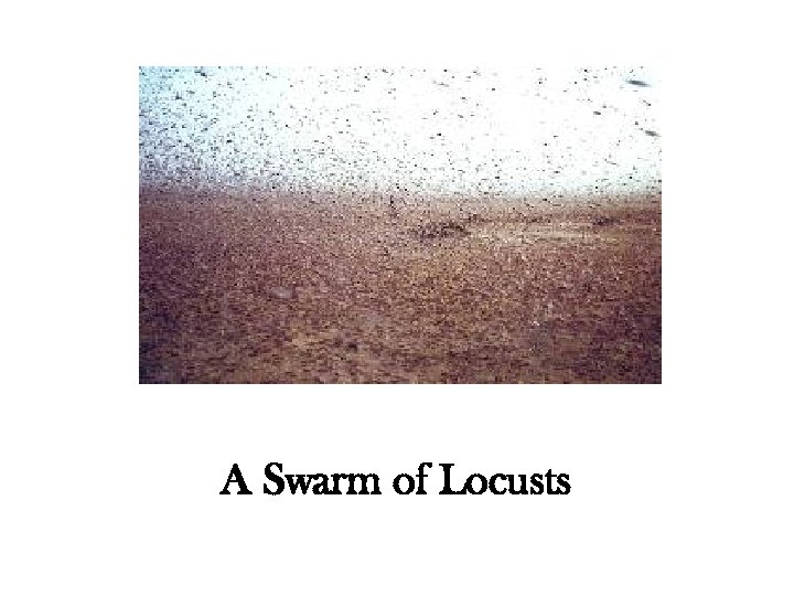 A Swarm of Locusts 