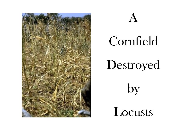 A Cornfield Destroyed by Locusts 