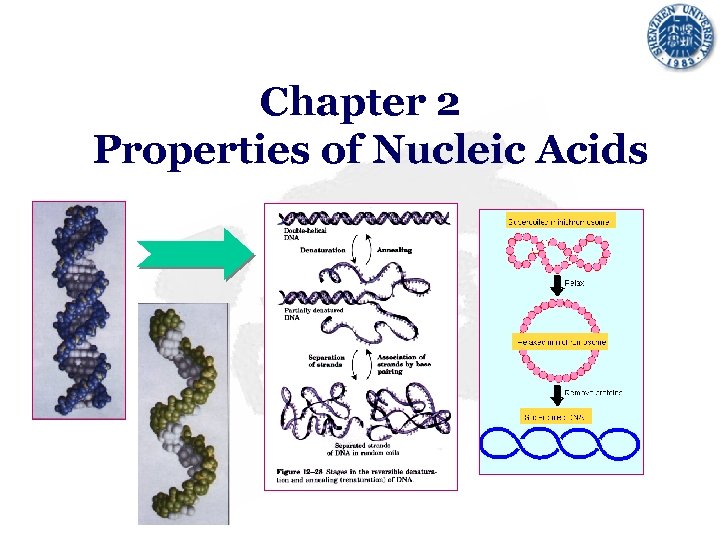 Chapter 2 Properties of Nucleic Acids 