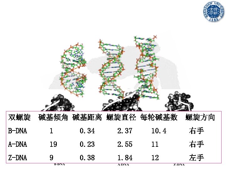 双螺旋 碱基倾角 碱基距离 螺旋直径 每轮碱基数 螺旋方向 B-DNA 1 0. 34 2. 37 10. 4