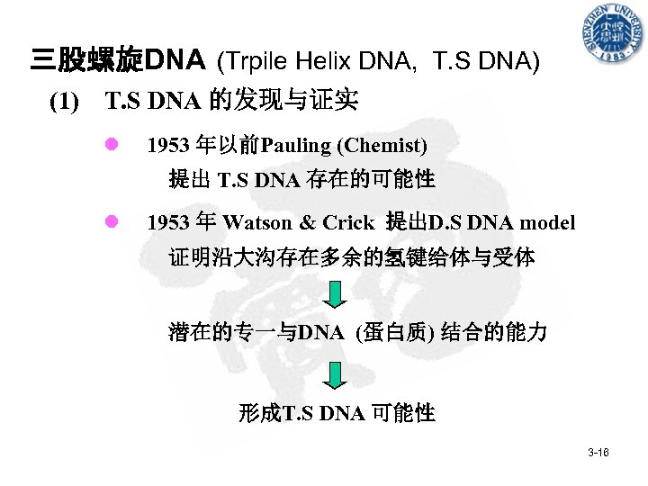 三股螺旋DNA (Trpile Helix DNA, T. S DNA) (1) T. S DNA 的发现与证实 l 1953