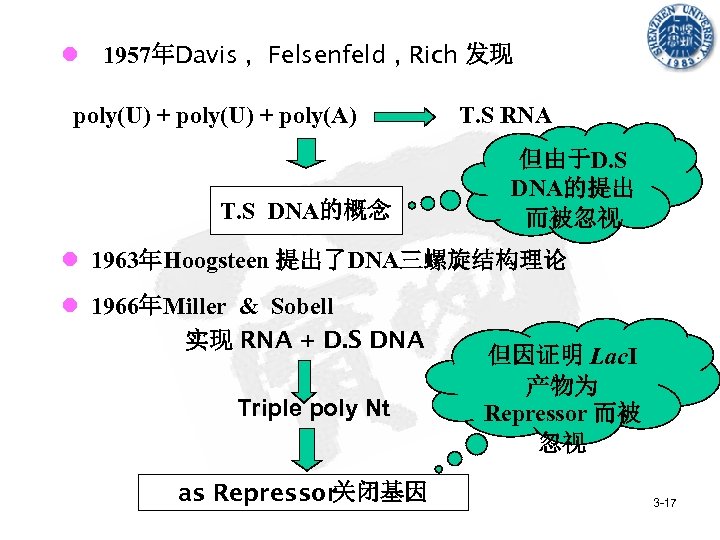 l 1957年Davis , Felsenfeld , Rich 发现 poly(U) + poly(A) T. S RNA T.