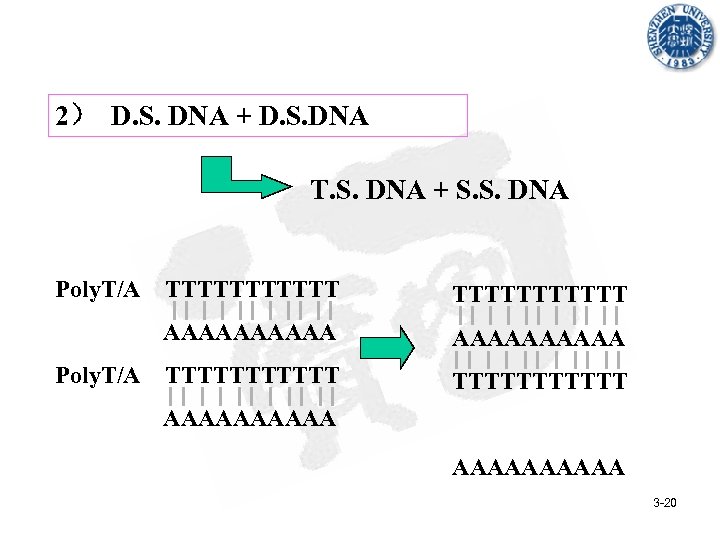 2） D. S. DNA + D. S. DNA T. S. DNA + S. S.