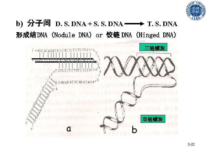 b) 分子间 D. S. DNA + S. S. DNA T. S. DNA 形成结 DNA（Nodule