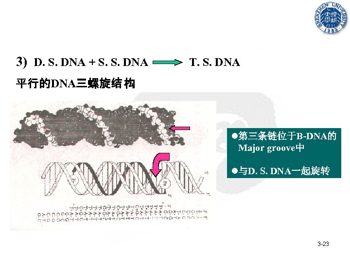 3) D. S. DNA + S. S. DNA T. S. DNA 平行的DNA三螺旋结 构 l第三条链位于B-DNA的
