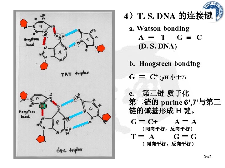 4）T. S. DNA 的连接键 a. Watson bonding A ＝ T G ≡ C (D.