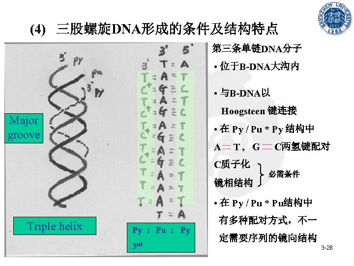 (4) 三股螺旋DNA形成的条件及结构特点 第三条单链DNA分子 • 位于B-DNA大沟内 • 与B-DNA以 Hoogsteen 键连接 Major groove • 在 Py