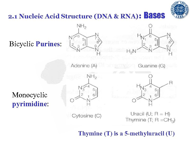2. 1 Nucleic Acid Structure (DNA & RNA): Bases Bicyclic Purines: Monocyclic pyrimidine: Thymine