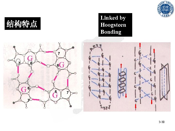 Linked by Hoogsteen Bonding 结构特点 7 G 6 7 7 G 6 6 G