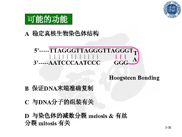 可能的功能 A 稳定真核生物染色体结构 5’-----TTAGGGTTAGGGT T A 3’-----AATCCC GGG Hoogsteen Bonding B 保证DNA末端准确复制 C 与DNA分子的组装有关