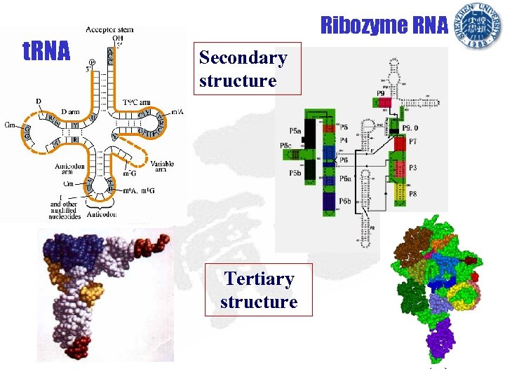 t. RNA Ribozyme RNA Secondary structure Tertiary structure 