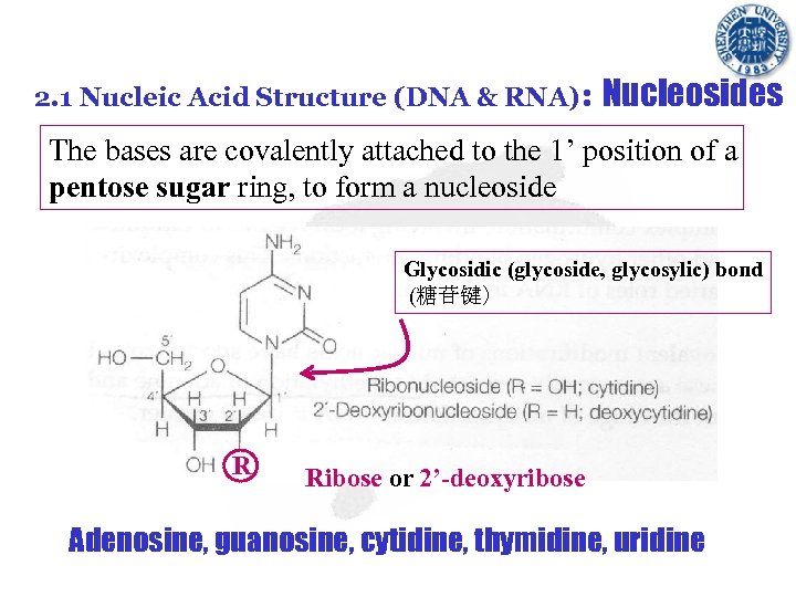 2. 1 Nucleic Acid Structure (DNA & RNA): Nucleosides The bases are covalently attached