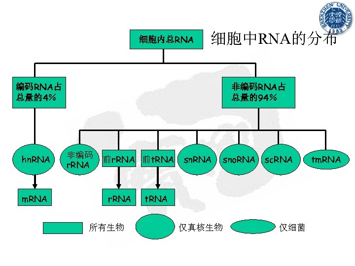 细胞内总RNA 细胞中RNA的分布 编码RNA占 总量的4％ hn. RNA m. RNA 非编码RNA占 总量的94％ 非编码 r. RNA 前t.