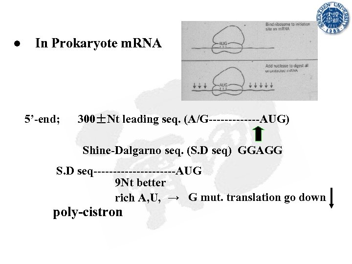 ● In Prokaryote m. RNA 5’-end; 300±Nt leading seq. (A/G-------AUG) Shine-Dalgarno seq. (S. D