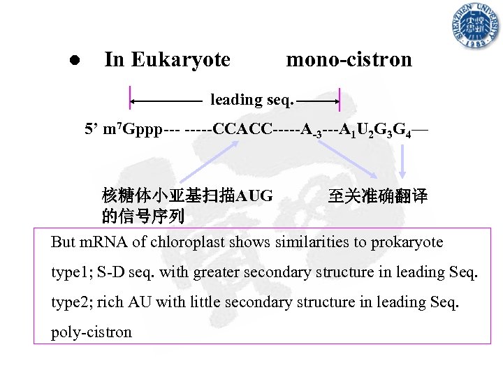 ● In Eukaryote mono-cistron leading seq. 5’ m 7 Gppp--- -----CCACC-----A-3 ---A 1 U