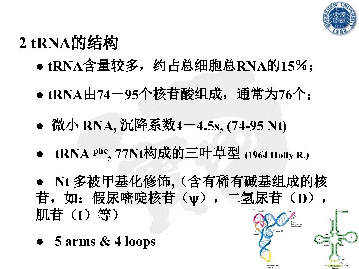 2 t. RNA的结构 ● t. RNA含量较多，约占总细胞总RNA的15％； ● t. RNA由 74－95个核苷酸组成，通常为 76个； ● 微小 RNA,