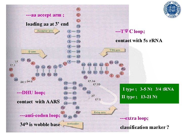 ---aa accept arm ; loading aa at 3’ end ---TΨC loop; contact with 5