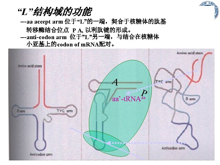 “L”结构域的功能 ---aa accept arm 位于“L”的一端，契合于核糖体的肽基 转移酶结合位点 P A, 以利肽键的形成。 ---anti-codon arm 位于”L”另一端，与结合在核糖体 小亚基上的codon of
