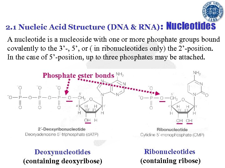 2. 1 Nucleic Acid Structure (DNA & RNA): Nucleotides A nucleotide is a nucleoside