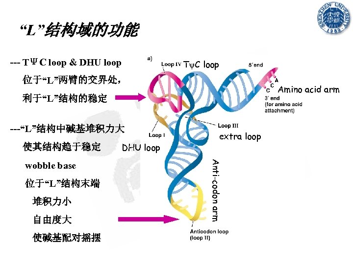“L”结构域的功能 --- TΨC loop & DHU loop T C loop 位于“L”两臂的交界处， Amino acid arm