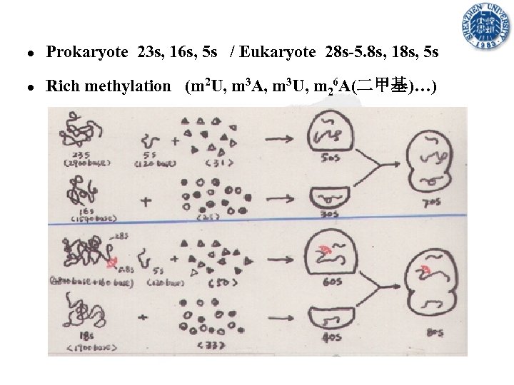 ● Prokaryote 23 s, 16 s, 5 s / Eukaryote 28 s-5. 8 s,